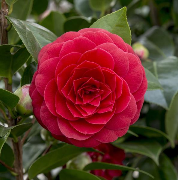 Camellia japonica 'Black Lace' - ↨65cm - Ø19cm