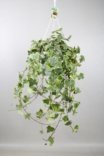 Hedera Helix Gold Child - Hang/XXL - Ø24cm - ↕60cm