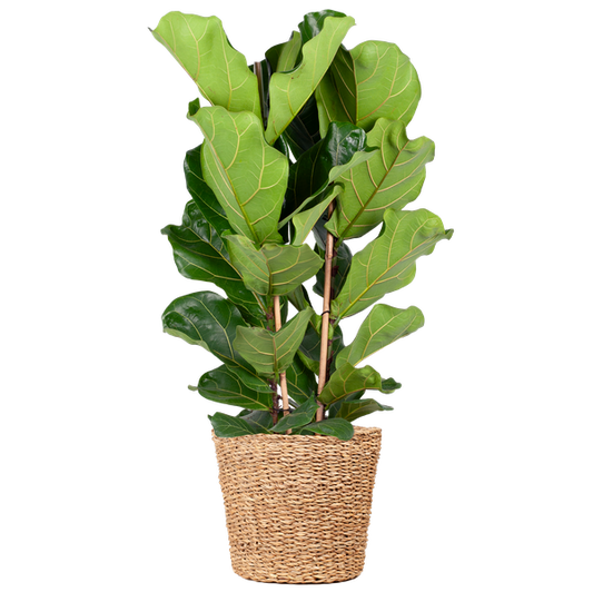 Ficus Lyrata XL met Torun mand - 140cm - Ø27