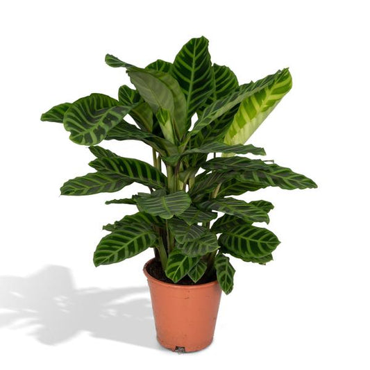 Calathea Zebrina - Pauwenplant - Ø19cm - ↕80cm