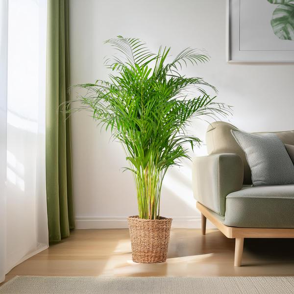 Areca Palm (Dypsis) XL met mand Torun - 120 cm - Ø24