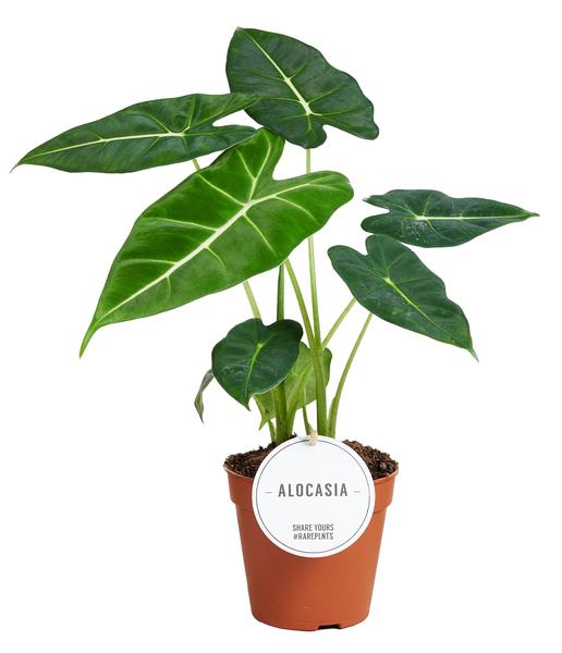 Alocasia Frydek - Ø12cm - ↕35cm