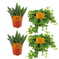 2x Aloe Paradisicum + 2x Peperomia Rotundifolia - 4 stuks - Ø10,5 cm - ↕10 cm