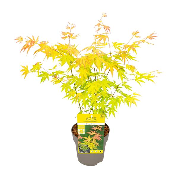 Acer palmatum Orange Dream - Ø15cm - ↕30cm of Ø19 - ↨50cm