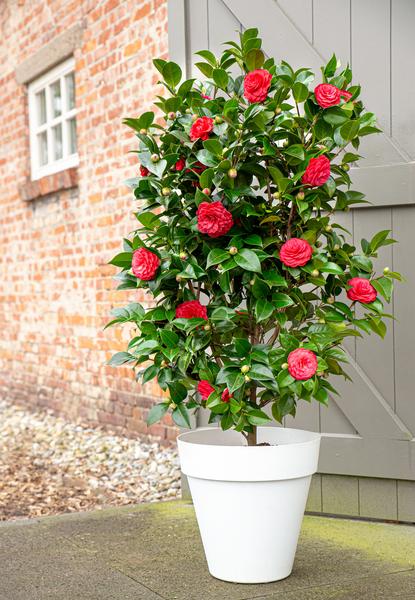 Camellia japonica 'Black Lace' - ↨65cm - Ø19cm