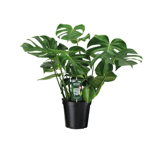 Monstera Deliciosa - Gatenplant - Ø21cm - ↕65cm