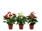 Anthurium 3 Color Mix in Transparant Sleeve - Ø12cm - ↕36cm