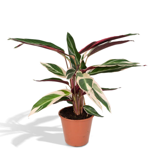 Calathea Triostar - Pauwenplant - Ø19cm - ↕70cm