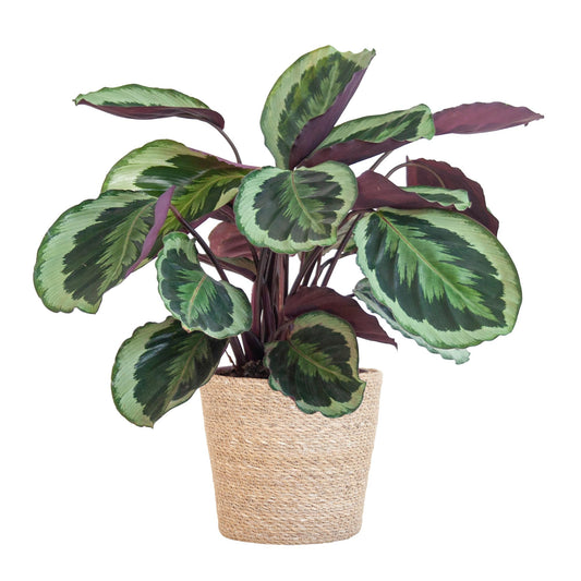 Calathea Medaillon met Sofia mand naturel - 65cm - Ø21