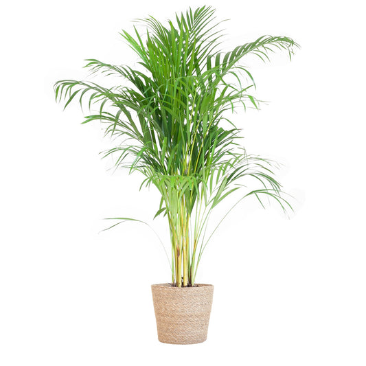 Areca Palm (Dypsis) met Sofia mand naturel - 100cm - Ø21