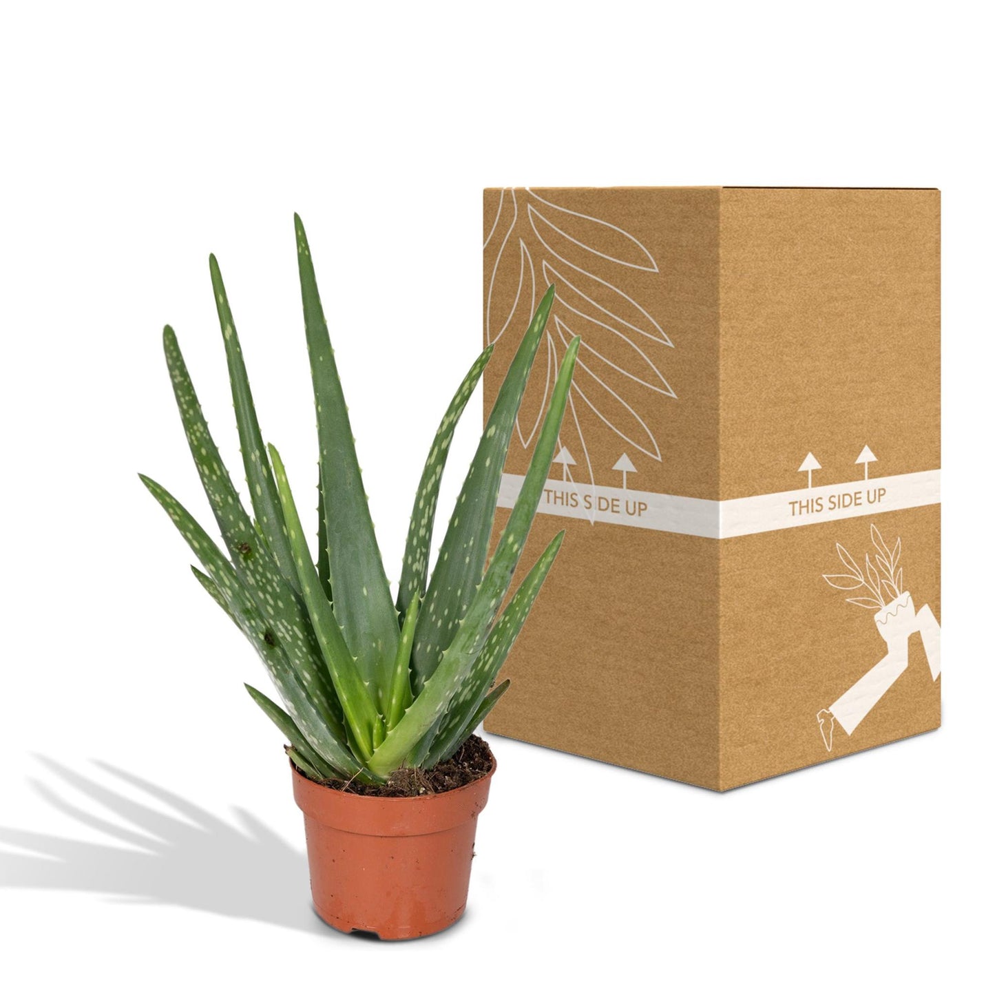 Aloe vera - Ø12cm - ↕40cm