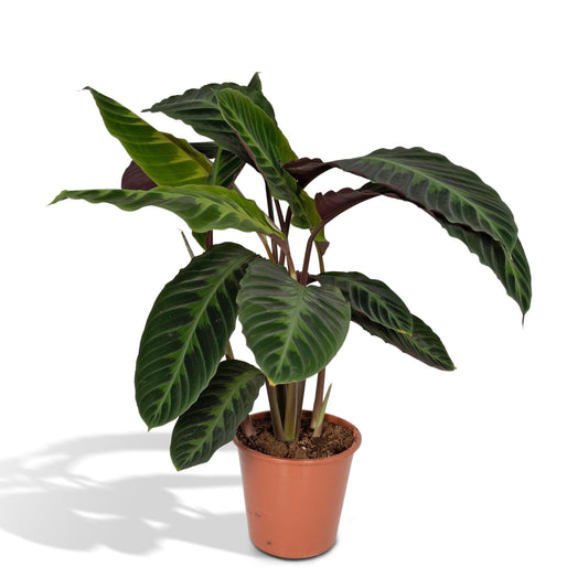 Calathea Warscewiczii - Pauwenplant - Ø14cm - ↕50cm of Ø19cm - ↕70cm