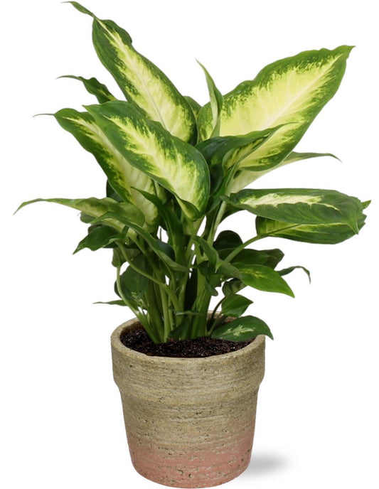 Dieffenbachia Camilla - Ø12cm - ↕35cm