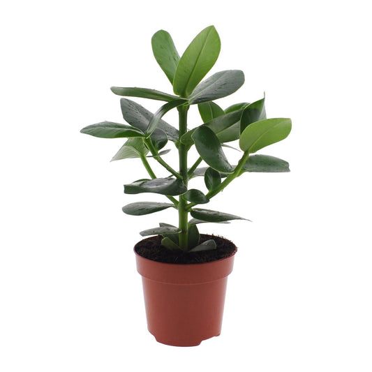 Clusia Rosea Princess - Ø17cm - ↕60cm