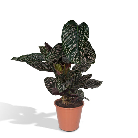 Calathea Ornata - Ø14cm - ↕50cm / Ø19cm - ↕75cm