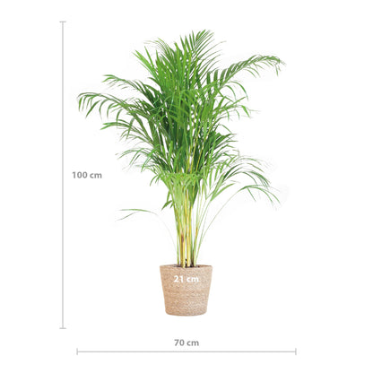 Areca Palm (Dypsis) met Sofia mand naturel - 100cm - Ø21