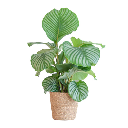 Calathea Orbifolia met Sofia mand naturel - 65cm - Ø21