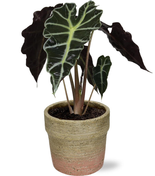 Alocasia Amazonica Polly - Ø12cm - ↕30cm