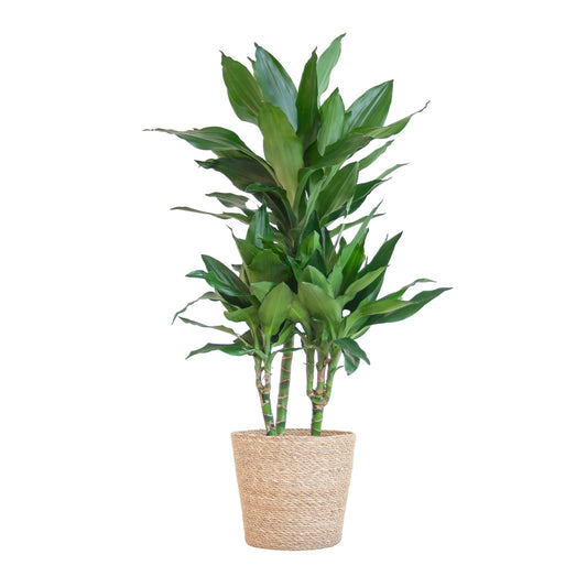 Dracaena Janet Lindt met Sofia mand naturel - 95cm - Ø21