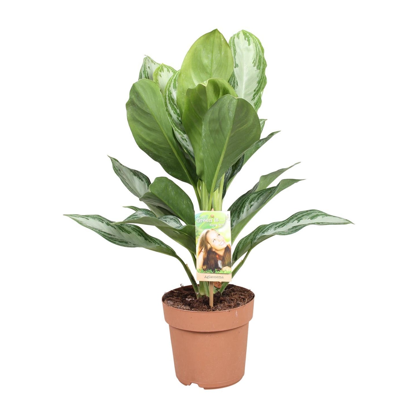 Aglaonema Silver Bay - Chinese Evergreen - Ø17cm - ↕55cm