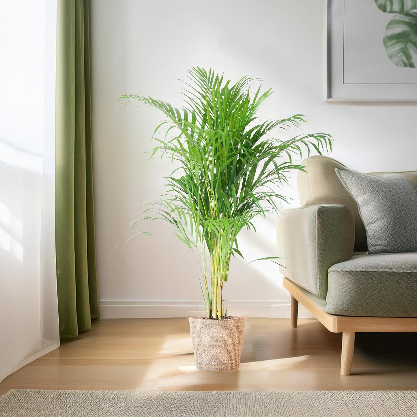 Areca Palm (Dypsis) met Sofia mand naturel - 100cm - Ø21