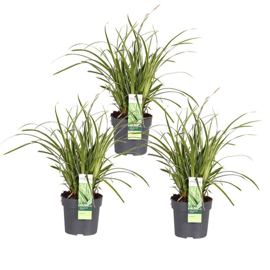 3x - Carex morrowii 'Ice Dance' - ↨30cm - Ø14