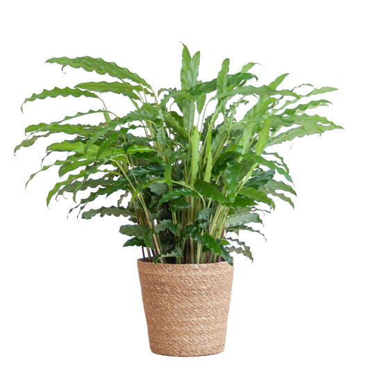 Calathea Rufibarba met Sofia mand naturel - 55cm - Ø17cm