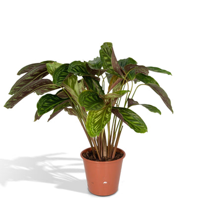 Calathea Flamestar - Pauwenplant - Ø19cm - ↕75cm