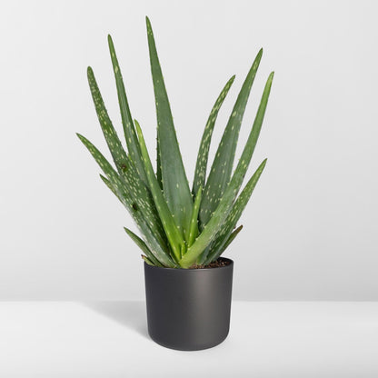 Aloe vera - Ø12cm - ↕40cm