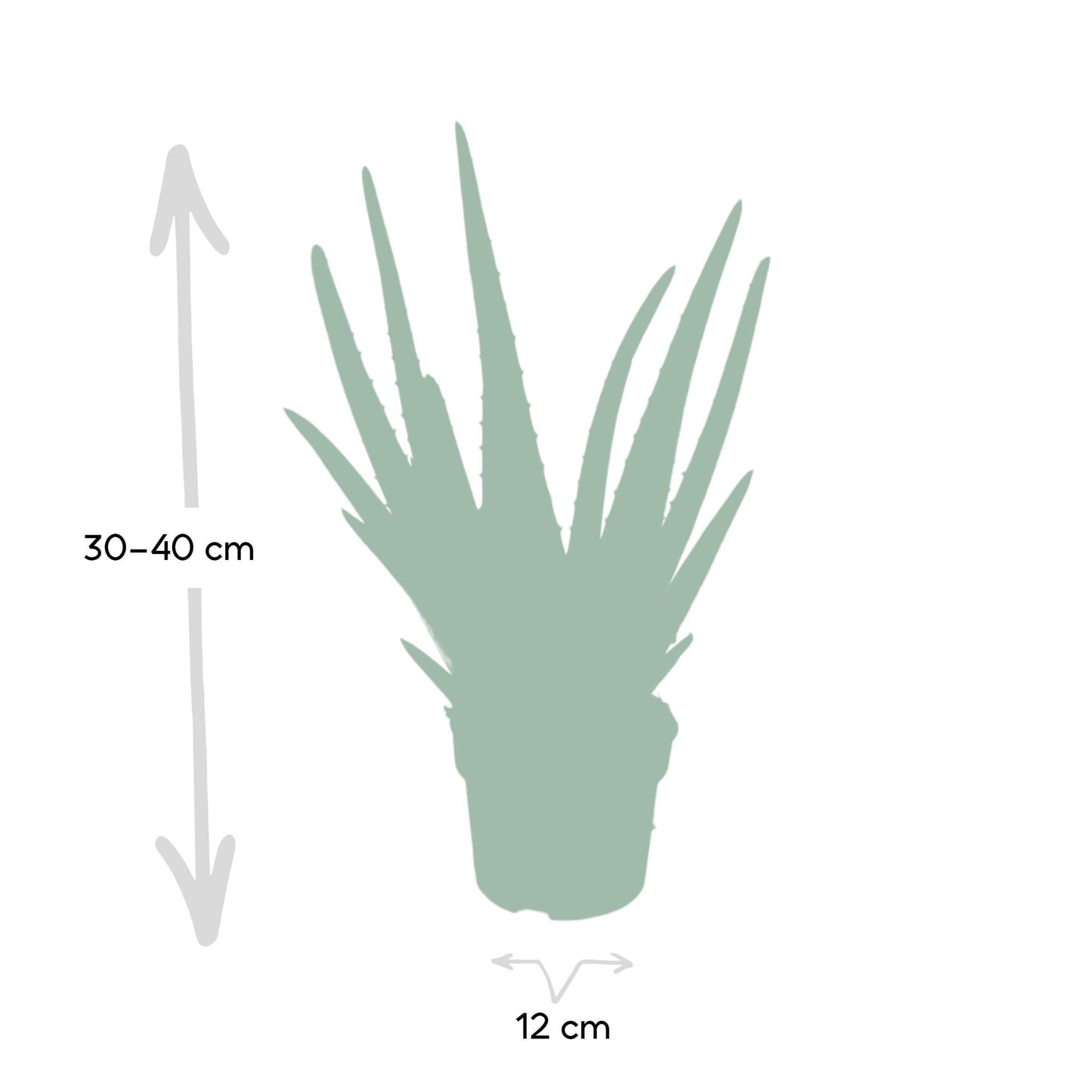 Aloe vera - Ø12cm - ↕40cm