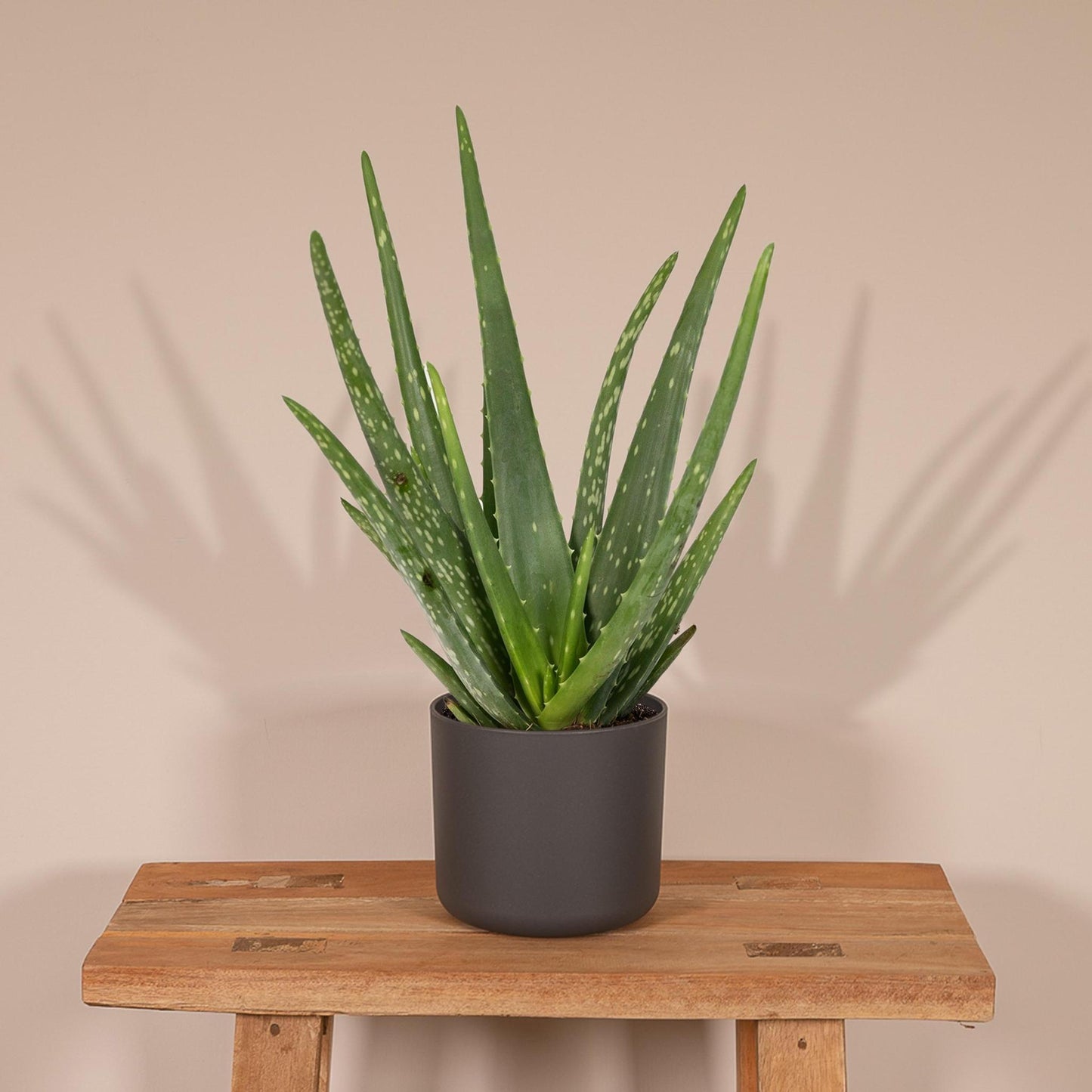 Aloe vera - Ø12cm - ↕40cm