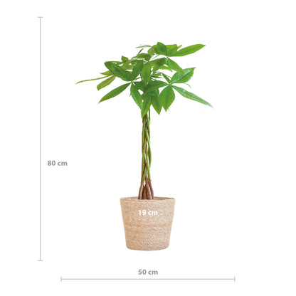 Pachira Aquatica met Sofia mand naturel - 80cm - Ø21