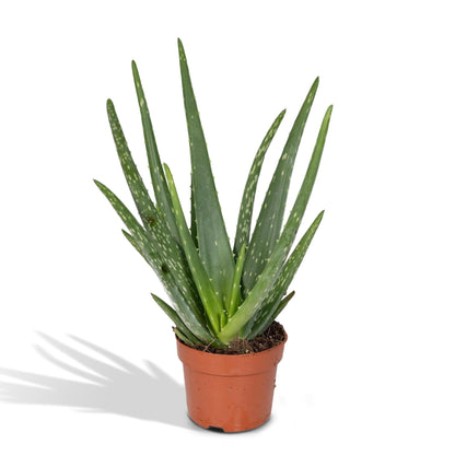 Aloe vera - Ø12cm - ↕40cm