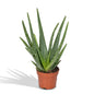 Aloe vera - Ø12cm - ↕40cm