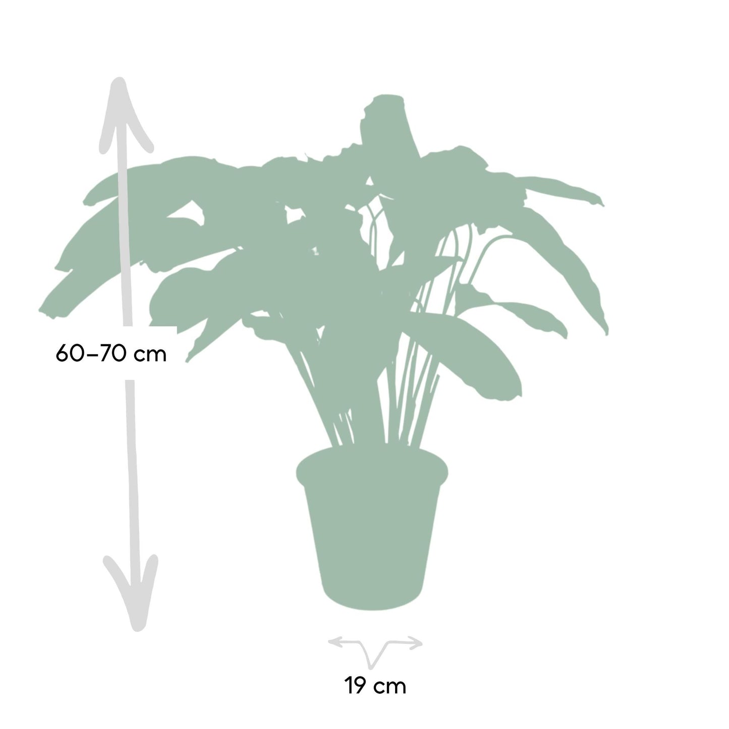 Calathea Flamestar - Pauwenplant - Ø19cm - ↕75cm