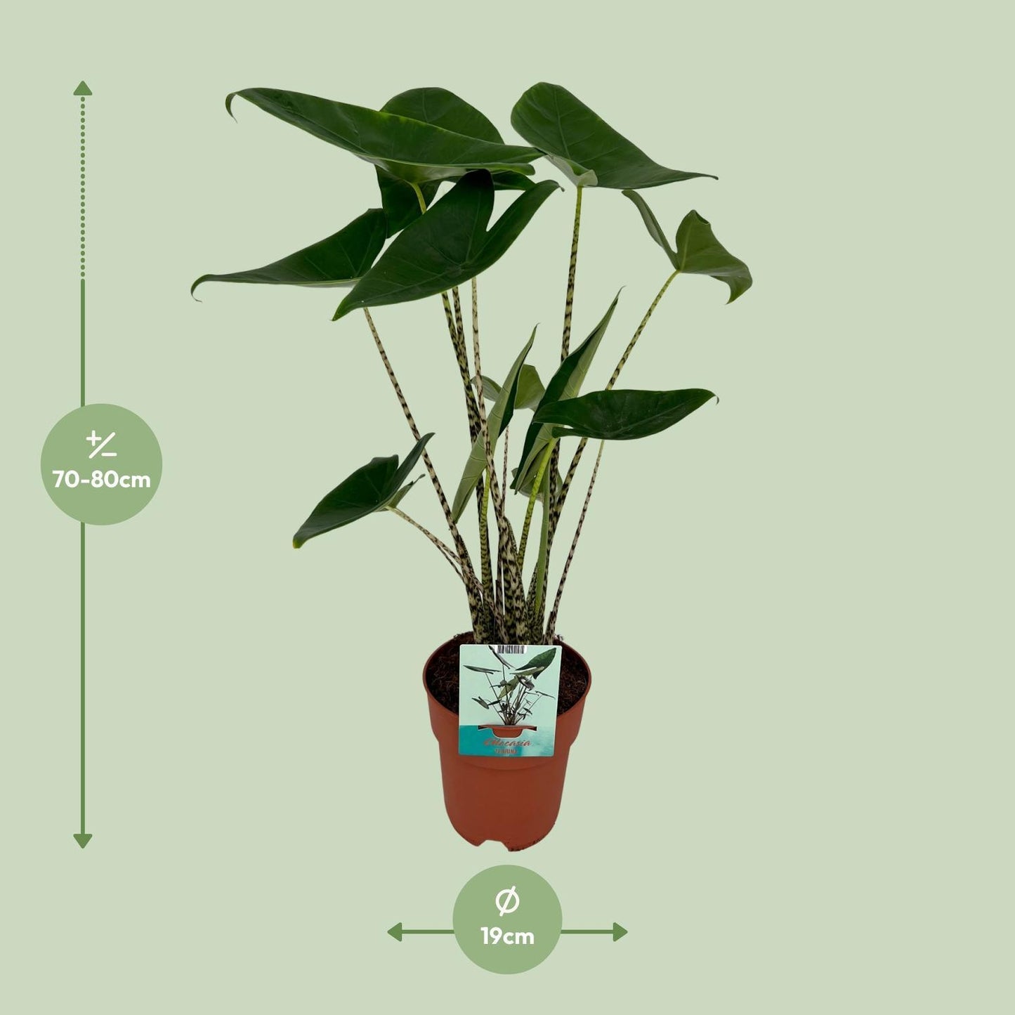 Alocasia Zebrina - Olifantsoor - Ø19cm - ↕75cm