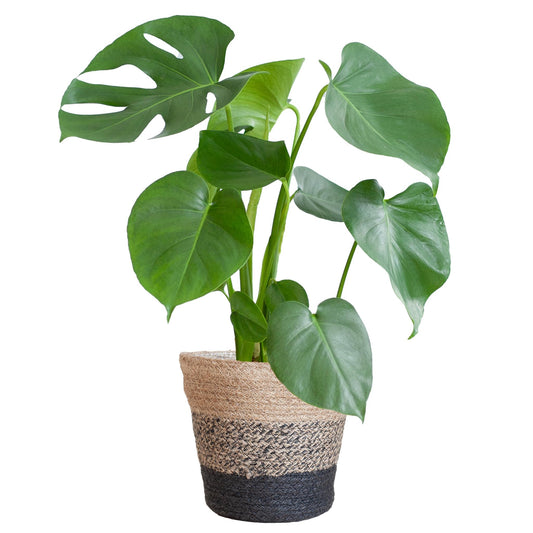 Monstera Deliciosa met Lissabon mand zwart of wit - 50cm - Ø17